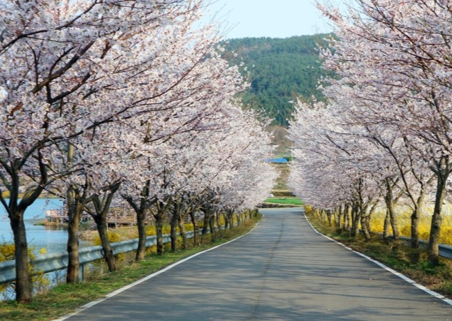 벚꽃 개화시기 2023