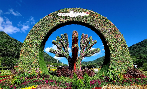 인제가을꽃축제