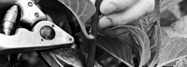 식물 별로 차이