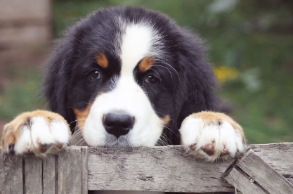 버니즈 마운틴 독