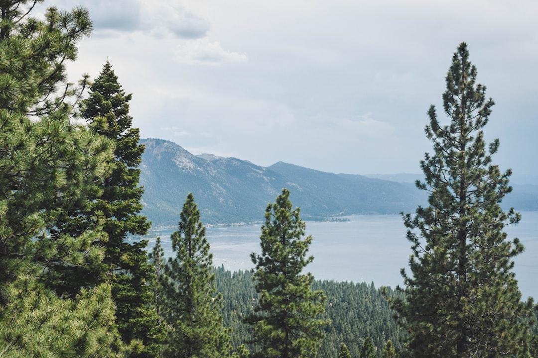Forestry