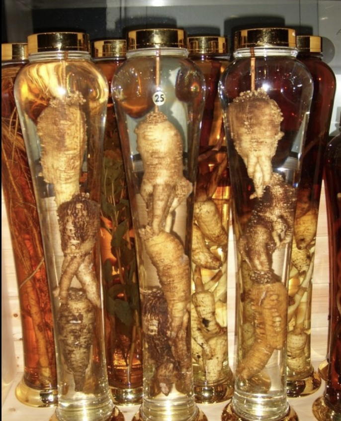 더덕 주 효능 및 술담그는 방법