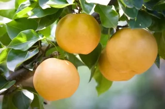 배 재배 유인 전정 수분 수정 봉지 재배_2