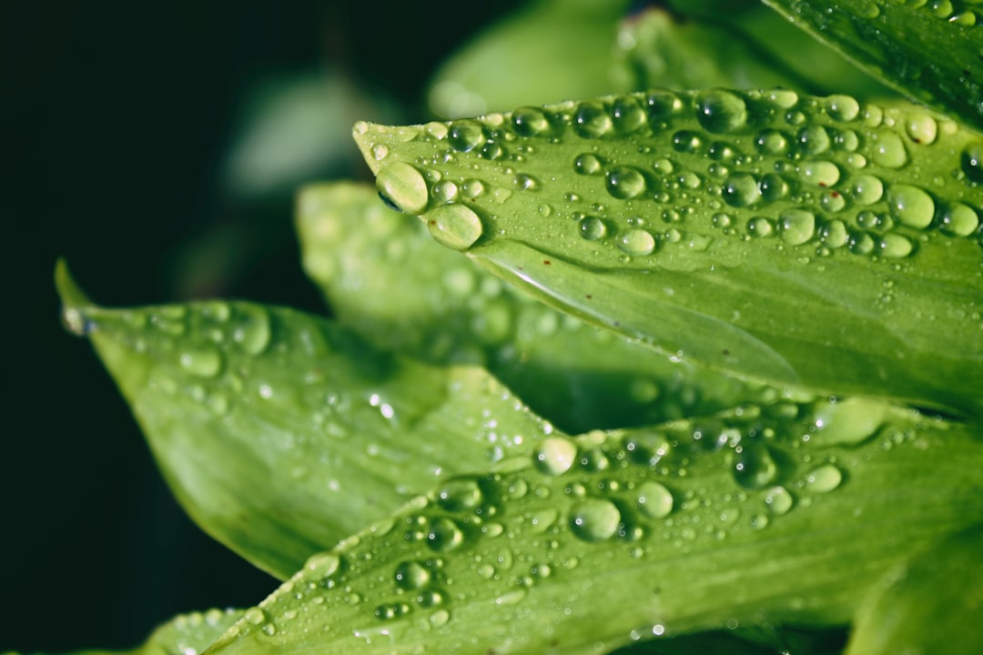 Dew removal