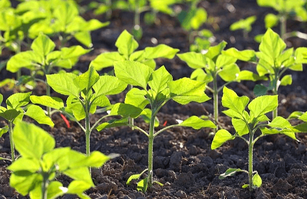 밭에 푸른 농작물 싹들이 잘라고 있다. 매우 작고 여린 새싹들이다.