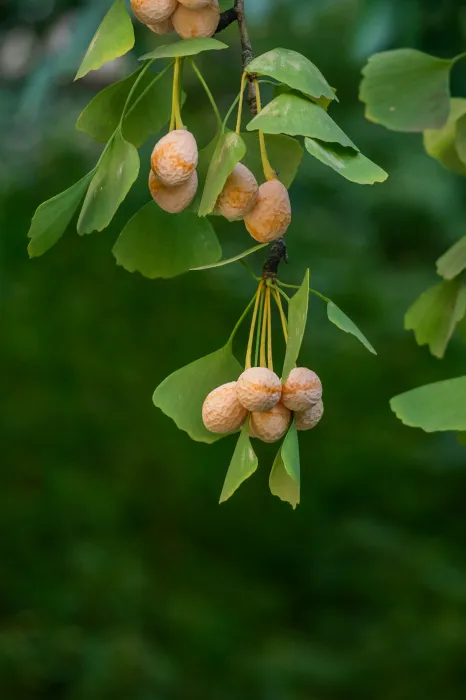 은행나무-열매-사진