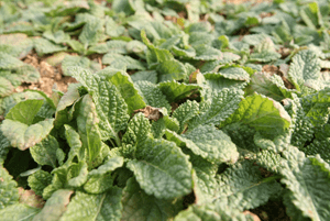 곰보배추 효능05