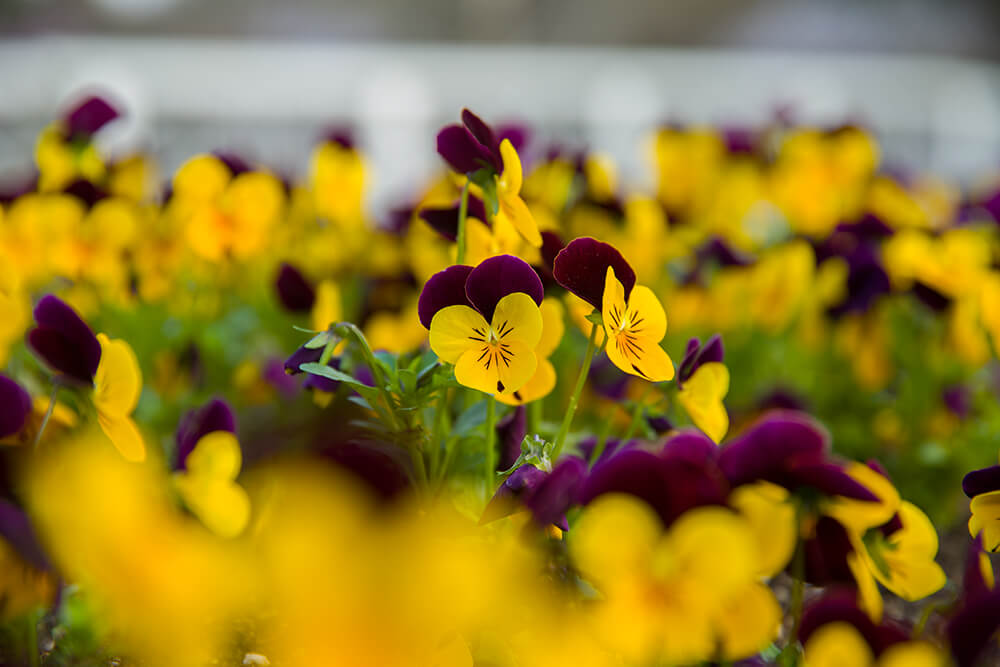 분당중앙공원 벚꽃 - 2