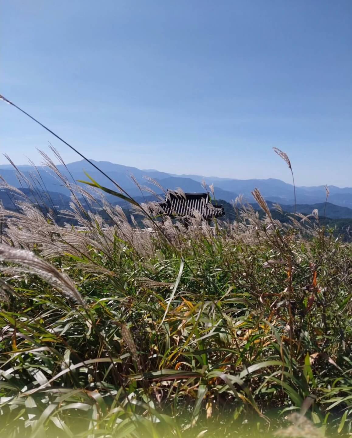 황매산 억새축제기간