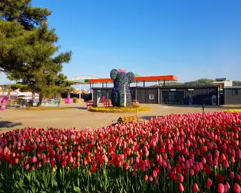 태안 튤립축제_3