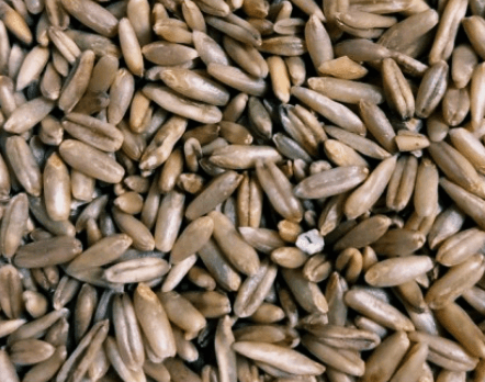 길쭉한-갈색-귀리