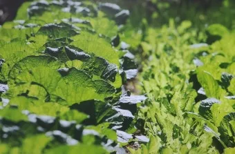 8월에 심는 밭작물 모종 채소 재배법 알아보기_23