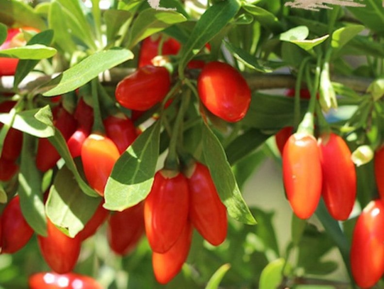 빨간 구기자 열매