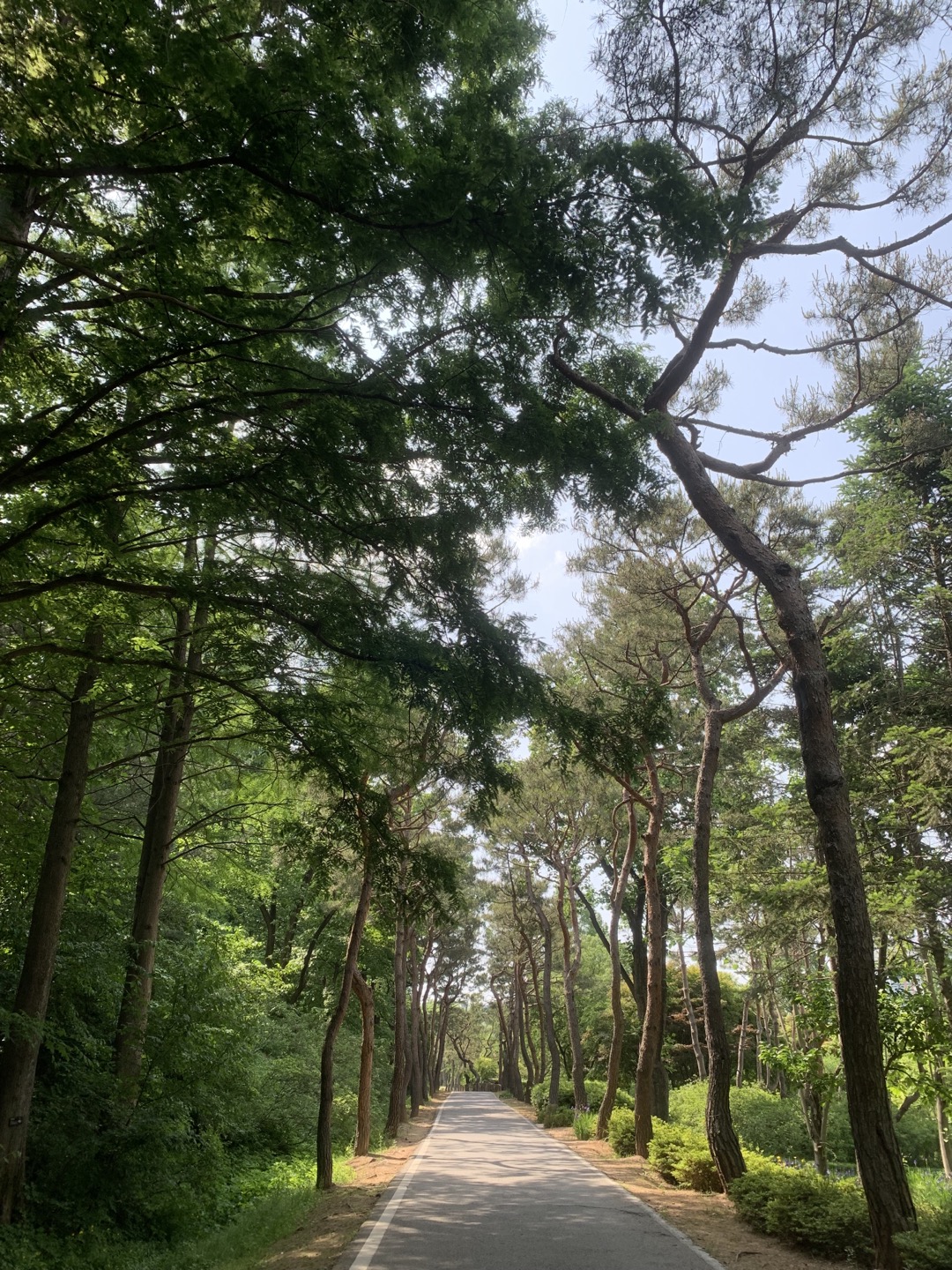 오산 물향기 수목원 소나무길