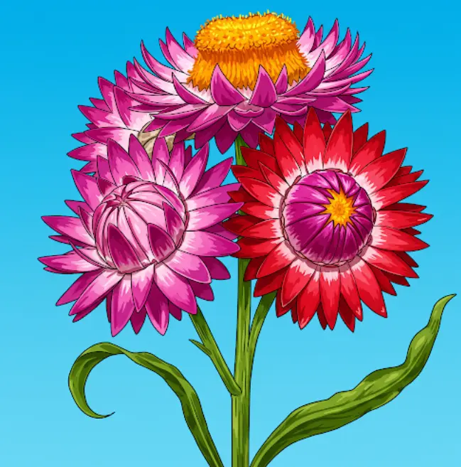 천일홍 씨앗 채취 방법-3