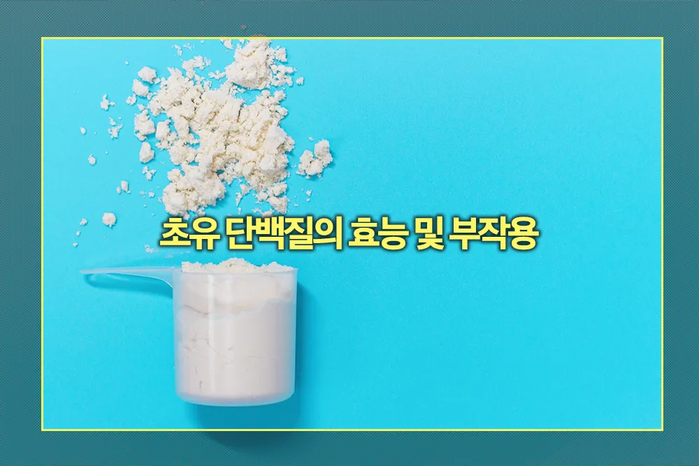 초유 단백질 효능