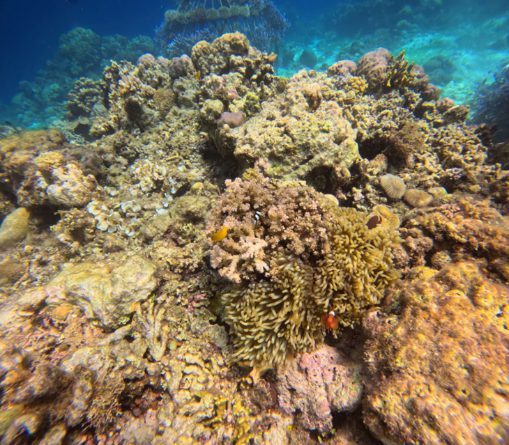 나팔링 리프의 산호초