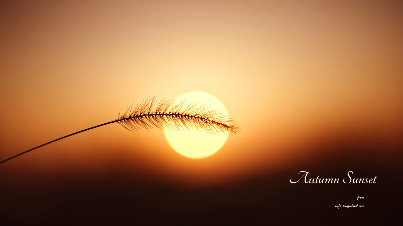 06 갈대와 노을 C - Autumn Sunset 노을배경화면