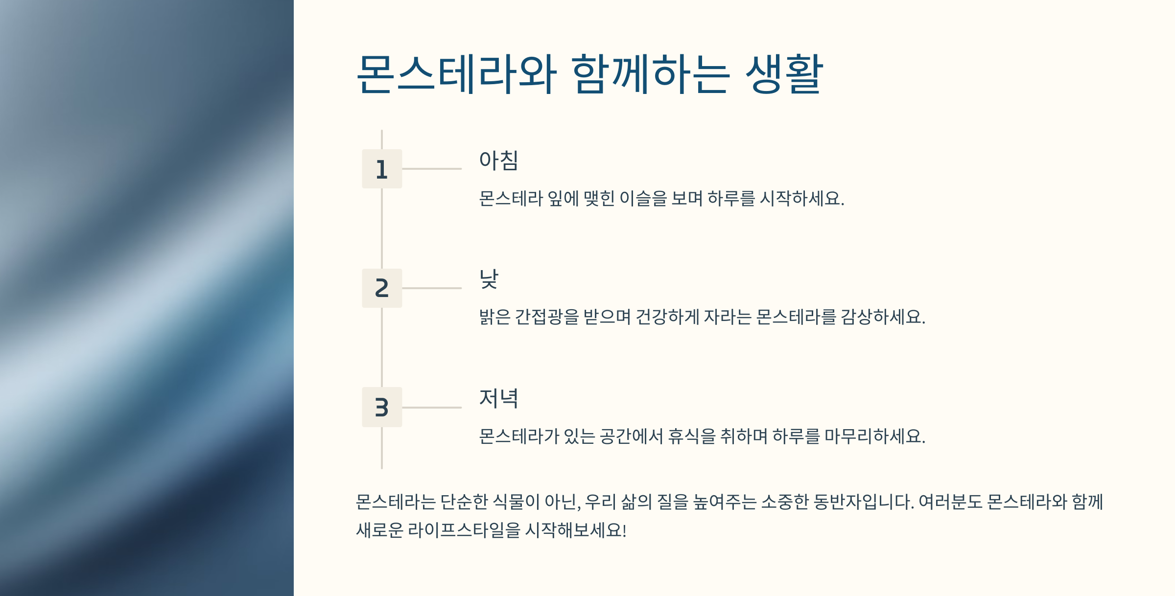 몬스테라 사진