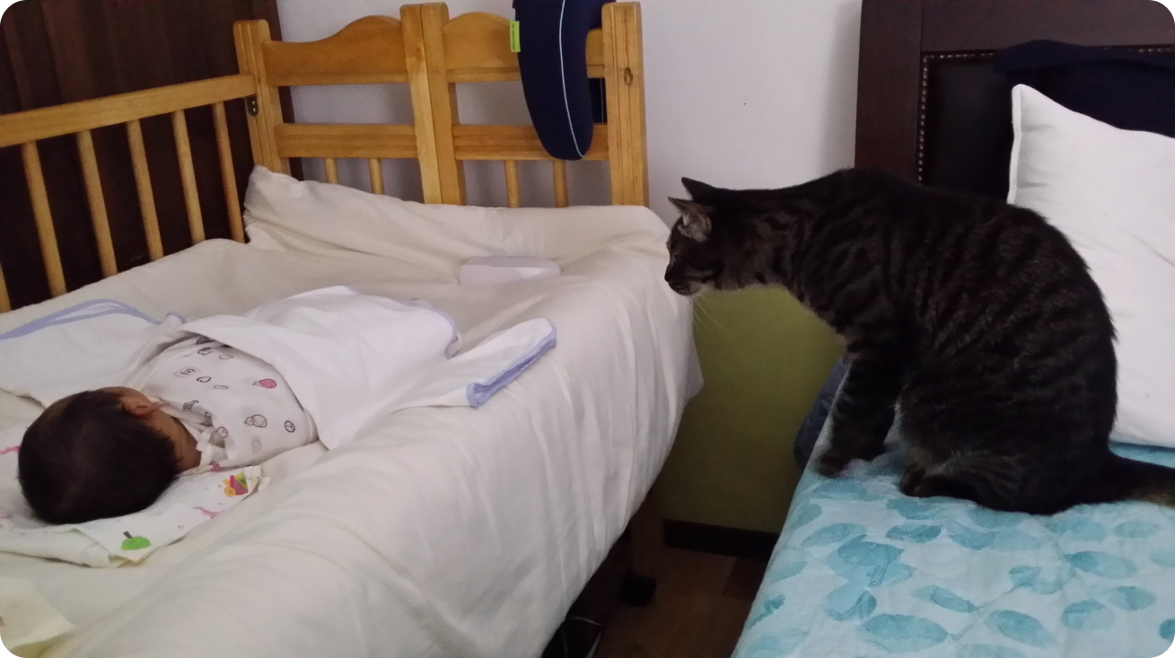 아기와 고양이의 첫만남