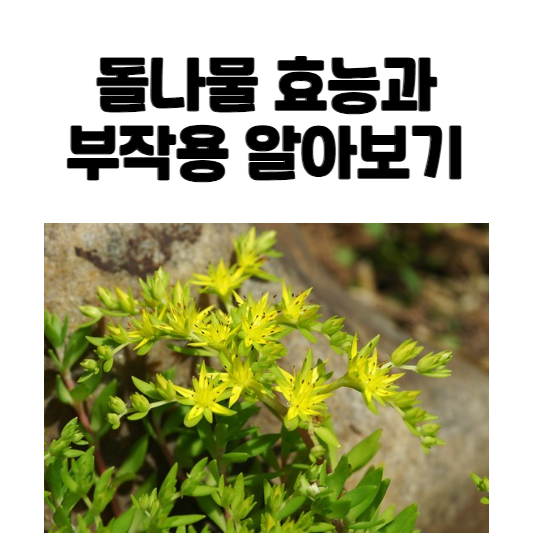 돌나물 효능과 부작용