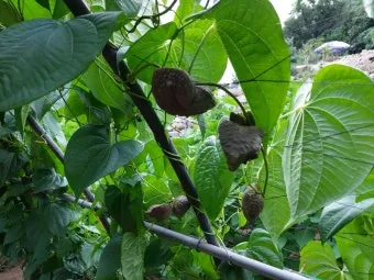 마 재배 지지대 설치 덩이 비대 관리 수확 요령_8