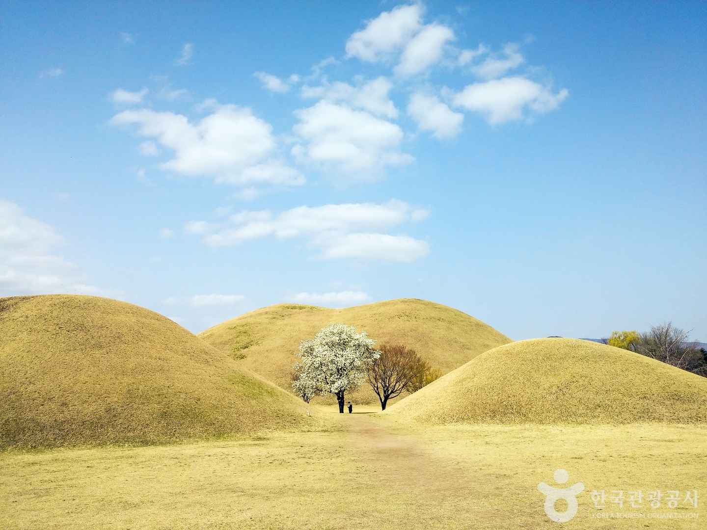 경주 대릉원 포토존(목련)