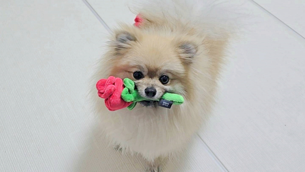 장미 장난감을 물고 온 강아지