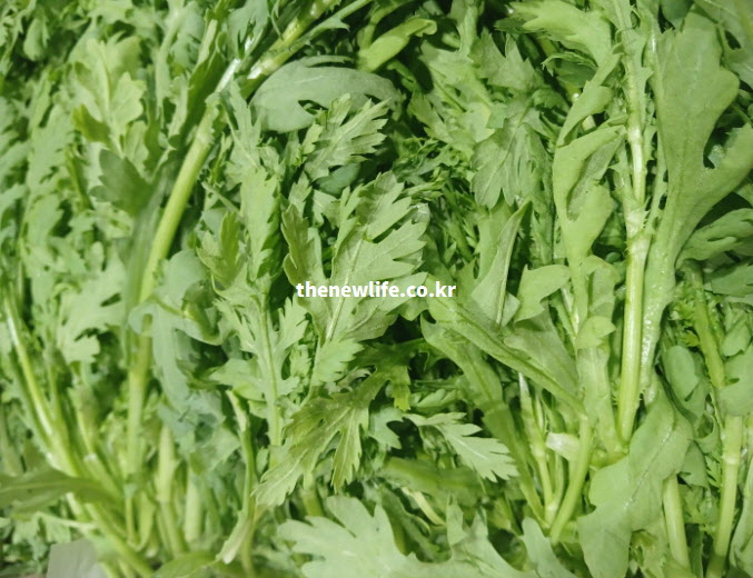 위장 건강 및 소화 촉진 효능에 좋은 시네올 성분이 가득한 싱싱한 쑥갓 실물 사진