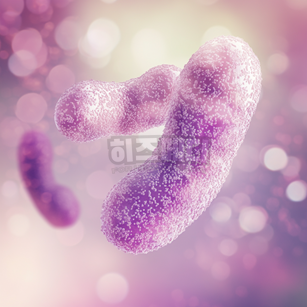 백일해 예방접종