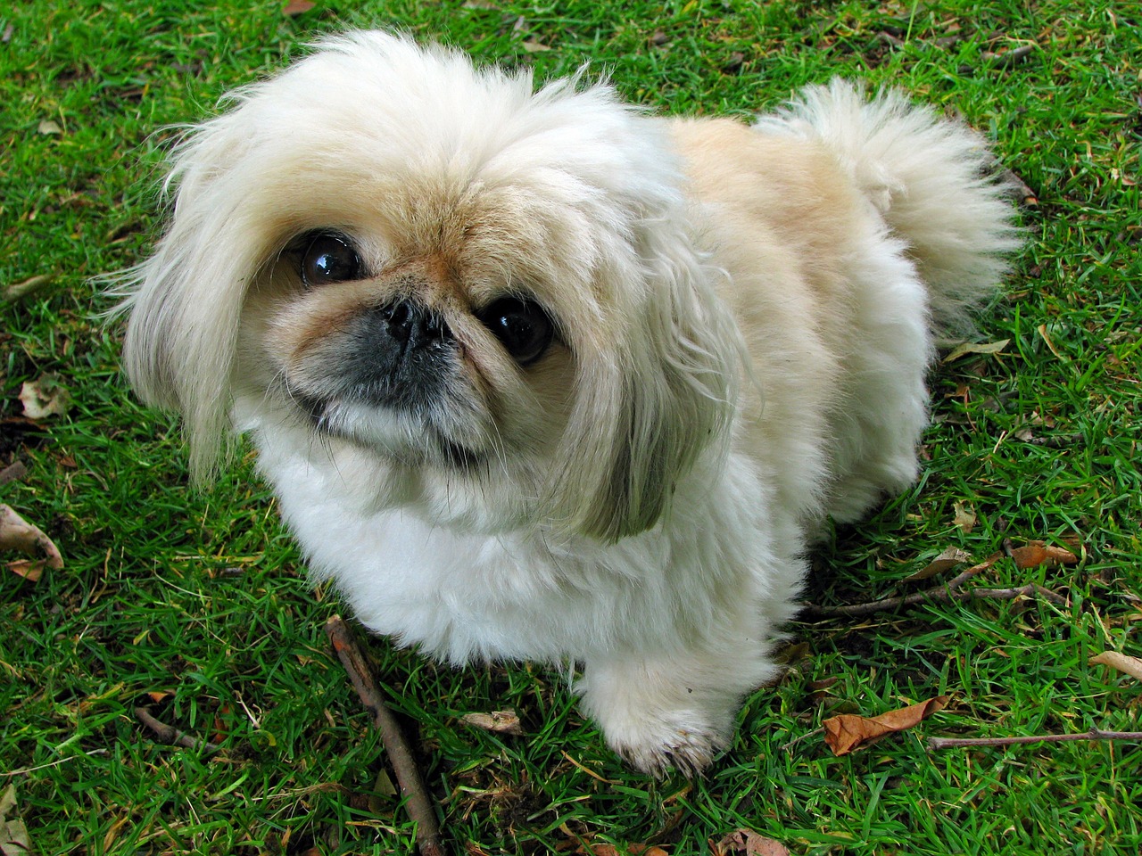 페키니즈(Pekingese)4