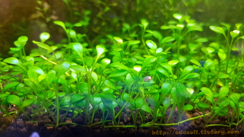 전경 수초 글로소스 티그마