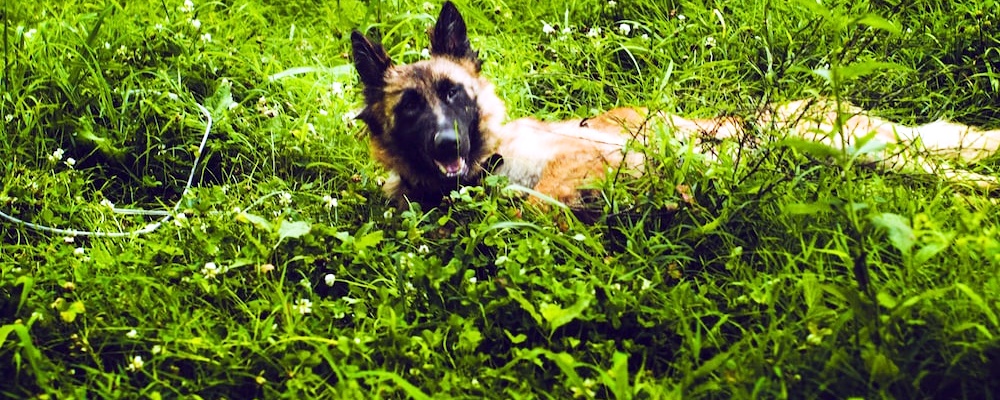 강아지 발바닥 핥기 6