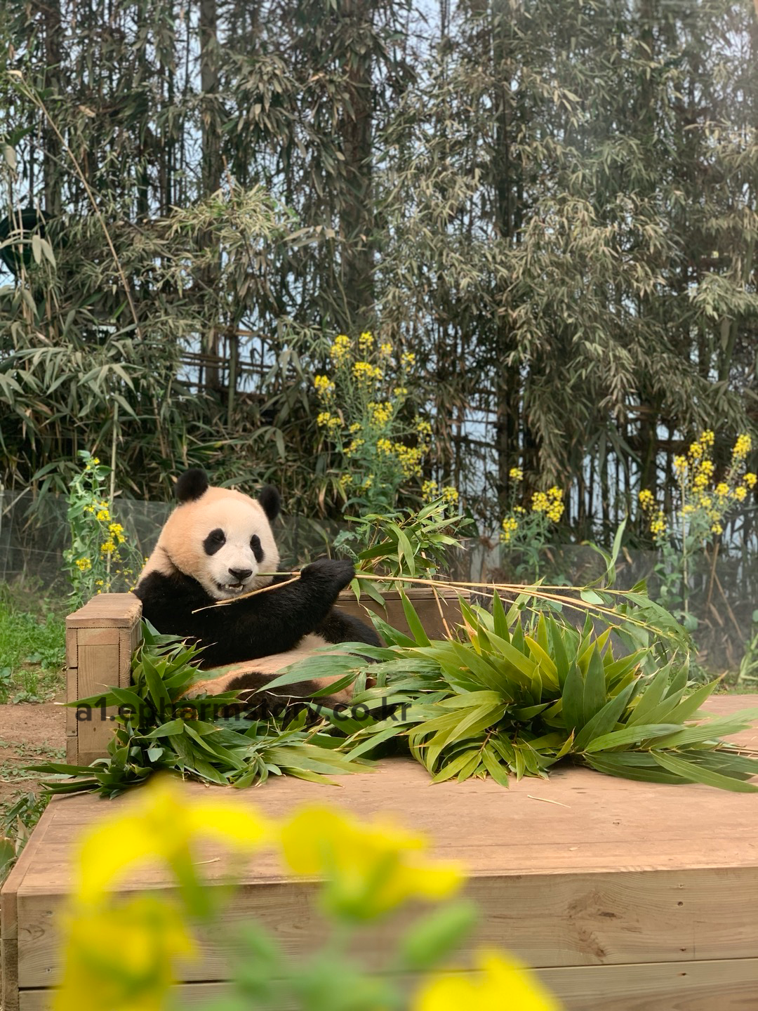 대나무-피리-푸바오2