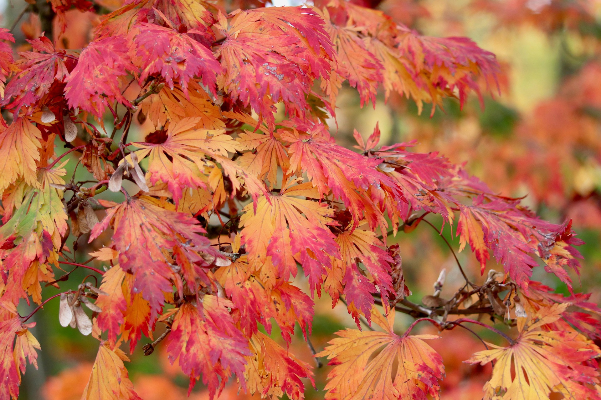 가을 후지산 단풍 여행 명소 총정리🍁 관련 사진