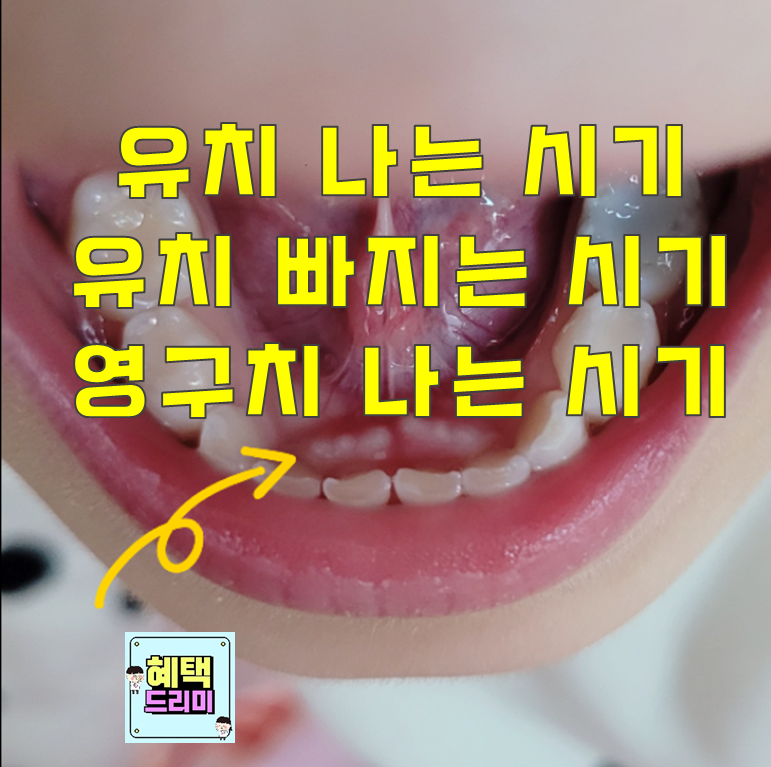 유치 나는 순서 시기, 유치 빠지는 순서 시기, 영구치 나는 순서 시기