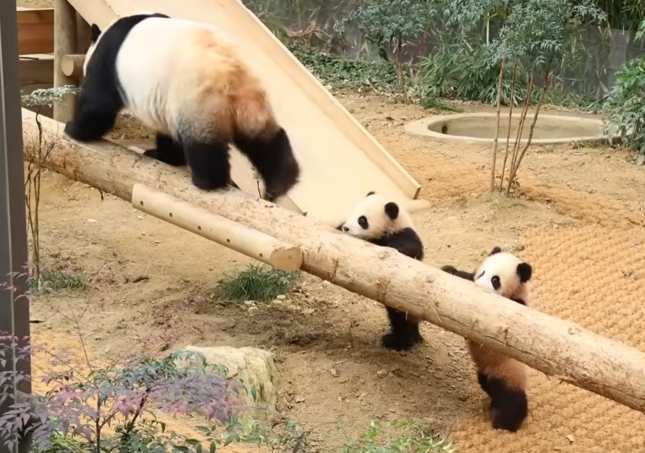 루이바오-후이바오-사진