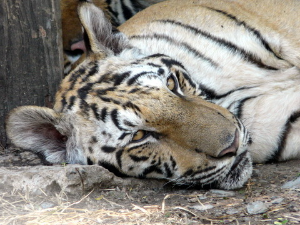 방콕 여행 추천 방콕 사파리 월드