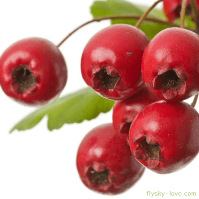 산사나무 열매 효능