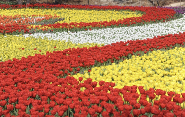 태안 코리아플라워파크 축제
