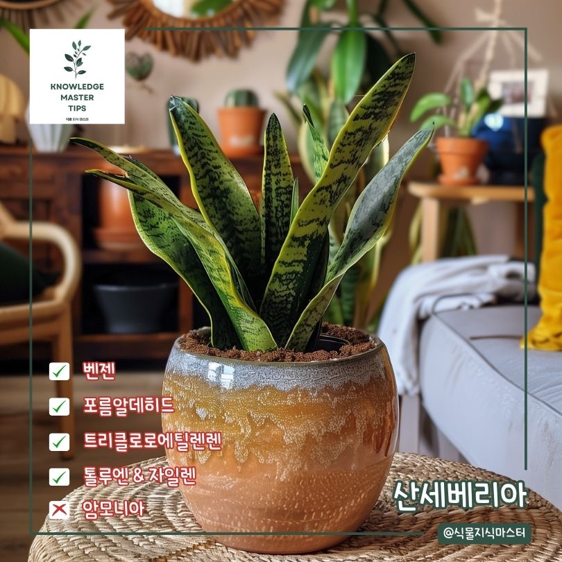 새집증후군 식물 산세베리아