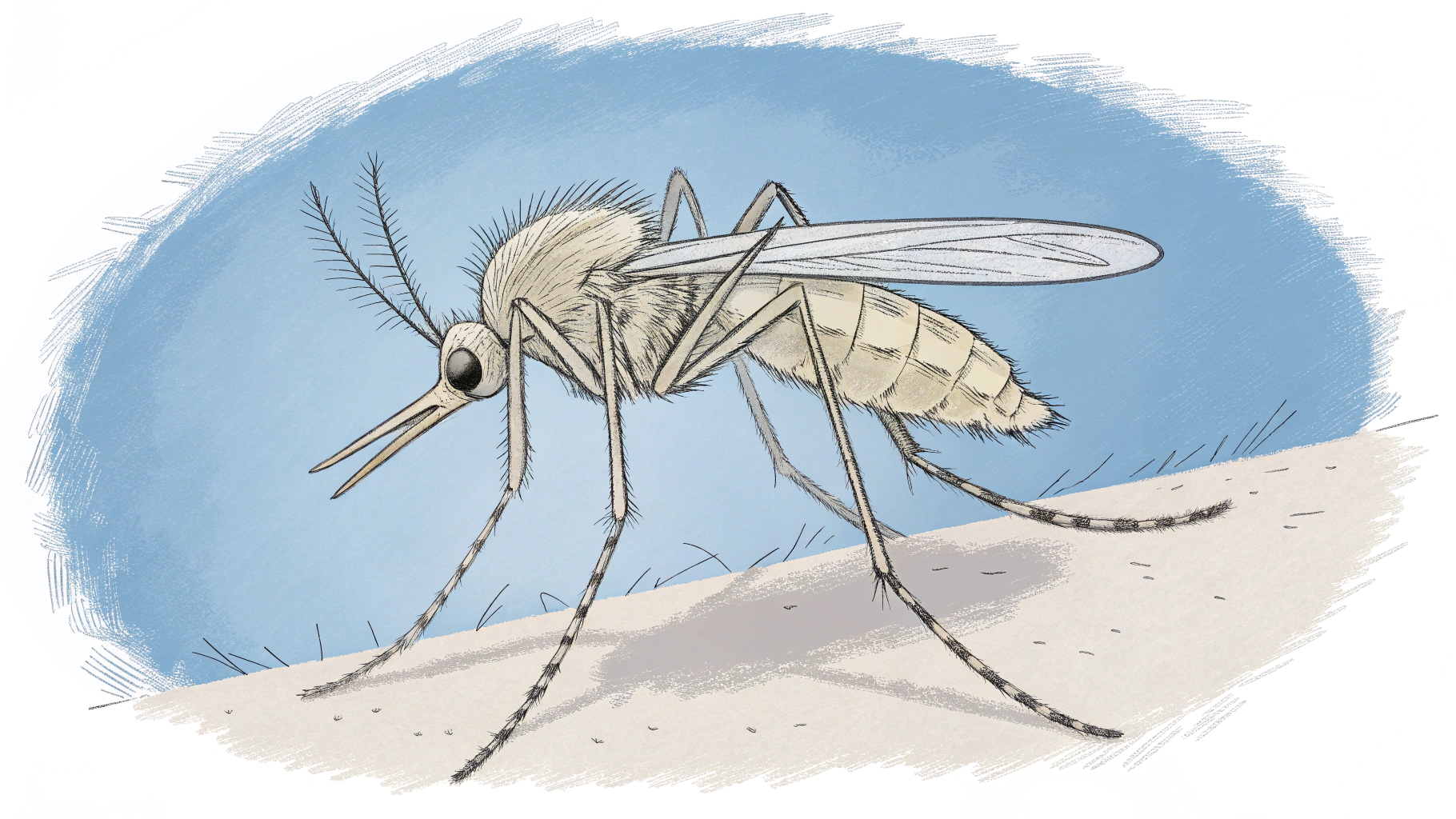 모기 일러스트 이미지