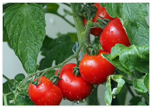 토마토가_몸에_좋은_이유