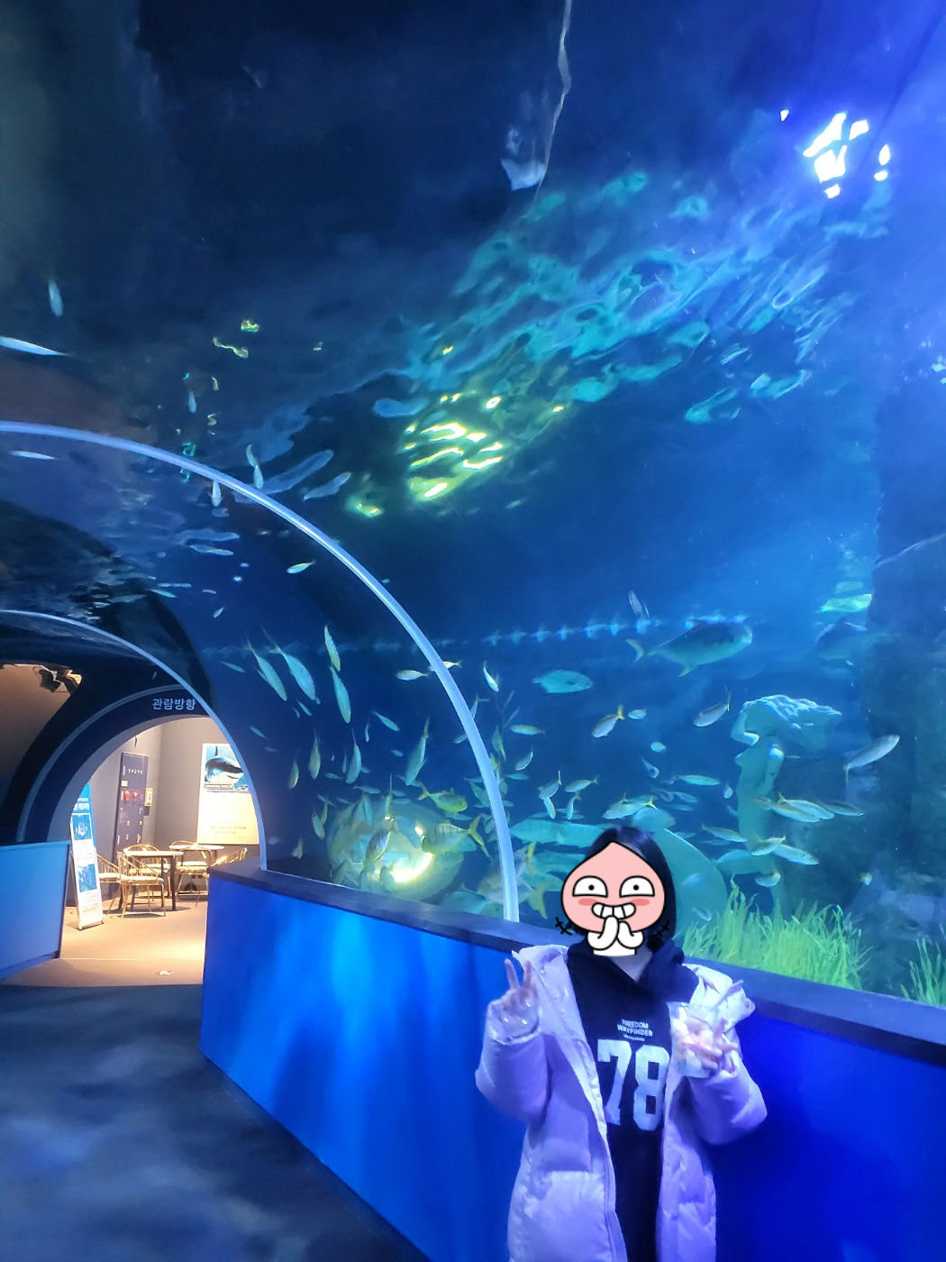 대전 아이와 가볼만한 곳&amp;#44; 신세계 아쿠아리움!(입장권/공연/체험)