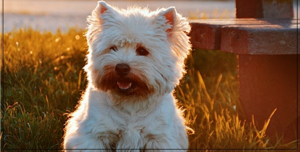 강아지 사회화 훈련 방법