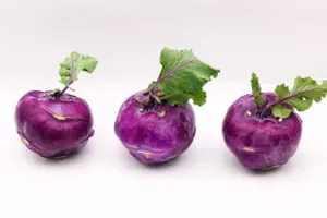 콜라비