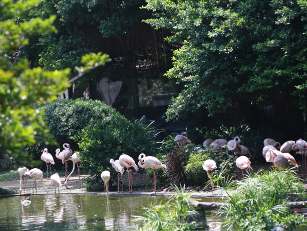 홍콩여행 구룡공원