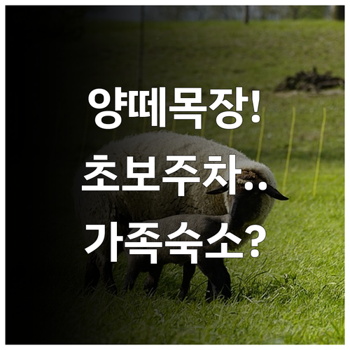 대관령 양떼목장 초보 운전 주차 가이..