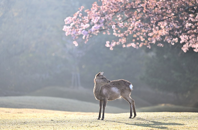 강릉 경포호 벚꽃길