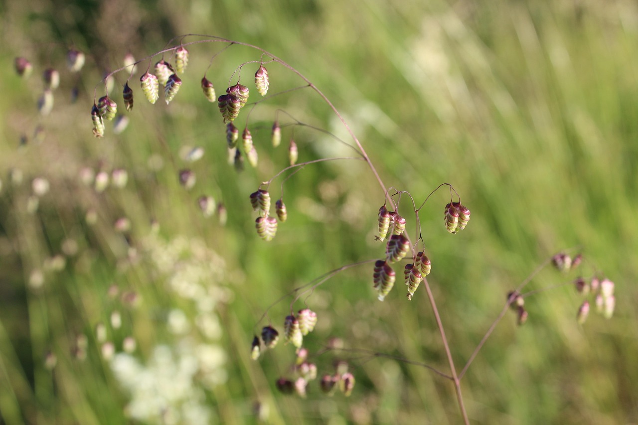 방울새풀(퀘이킹 그라스, Quaking Grass)